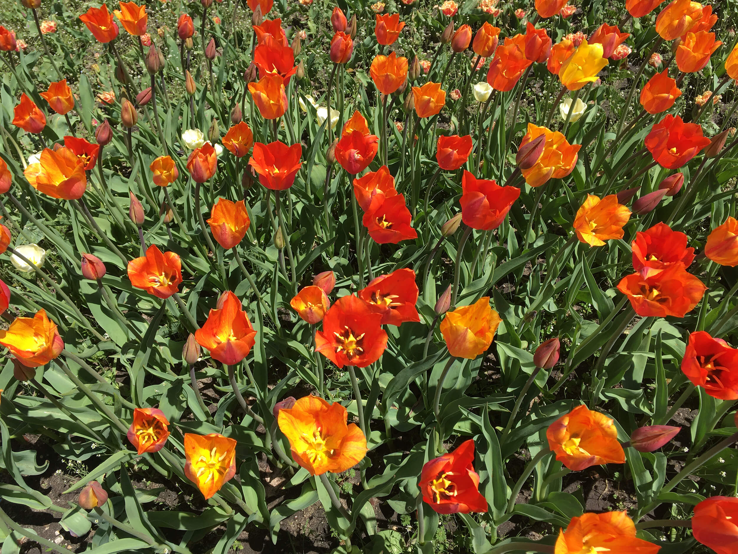 tulipfest11